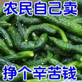 东北小黄瓜咸菜山东特产鲜脆可口小咸菜开胃下饭菜腌黄瓜厂家直销