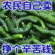东北小黄瓜咸菜山东特产鲜脆可口小咸菜开胃下饭菜腌黄瓜厂家直销
