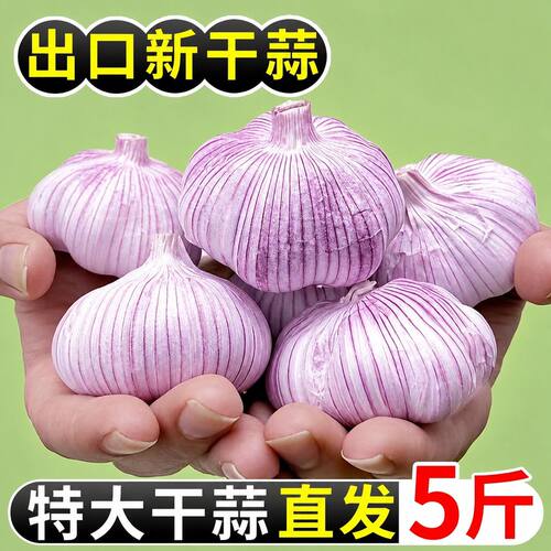 山东金乡紫皮大蒜头干蒜农家自种蔬菜红皮大蒜新鲜当季批发价自