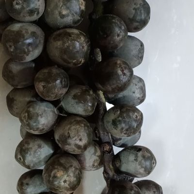 越南新鲜追风果中药材大果泡酒野生刺虎正宗12个24个包邮送鸡血藤