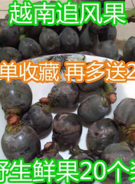 追风果正宗越南泡酒刺虎现摘外用