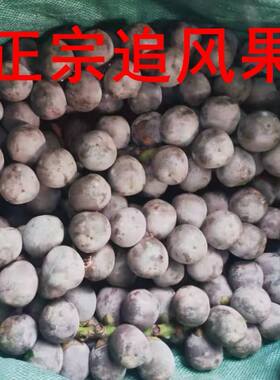 追风果正宗越南泡酒鲜果大果刺虎