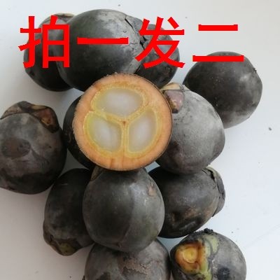 中药材涂皮肤外用越南新鲜追风果泡酒野生刺虎大果红根6个果包邮