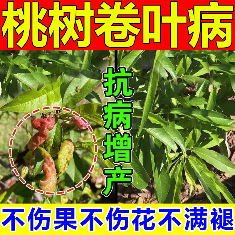 桃树缩叶病卷专用药红褐枯落流胶僵果根癌腐细菌性穿孔炭疽瘤蚜蛾