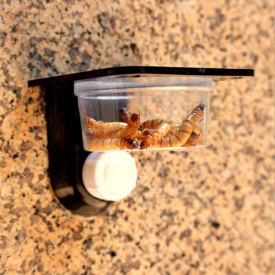 1 pc Reptile Tank Insect Spider Ants Nest Food Water Feeding