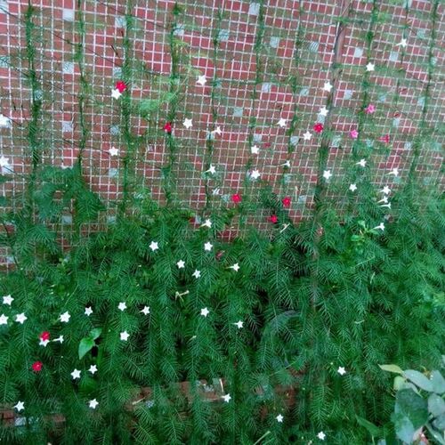 Nylon Trellis Net Garden Fence Mesh Plant Climbing Frame Gar