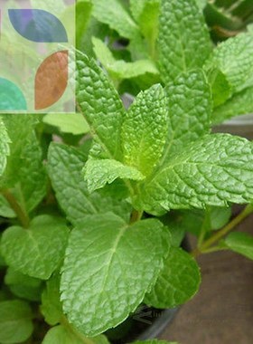 500pcs spearmint mint mentha herb green flower seeds home de