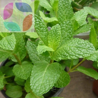 500pcs spearmint mint mentha herb green flower seeds home de