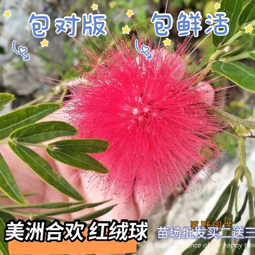 红绒球美蕊花朱缨花红合欢植物盆栽花卉阳台庭院绿植花苗净化空气