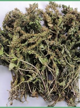 野生白毛夏枯草筋骨草新鲜干货 苦草散血丹紫背金盘草