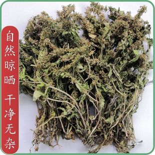 野生白毛夏枯草中药材筋骨草新鲜干货 苦草散血丹紫背金盘草