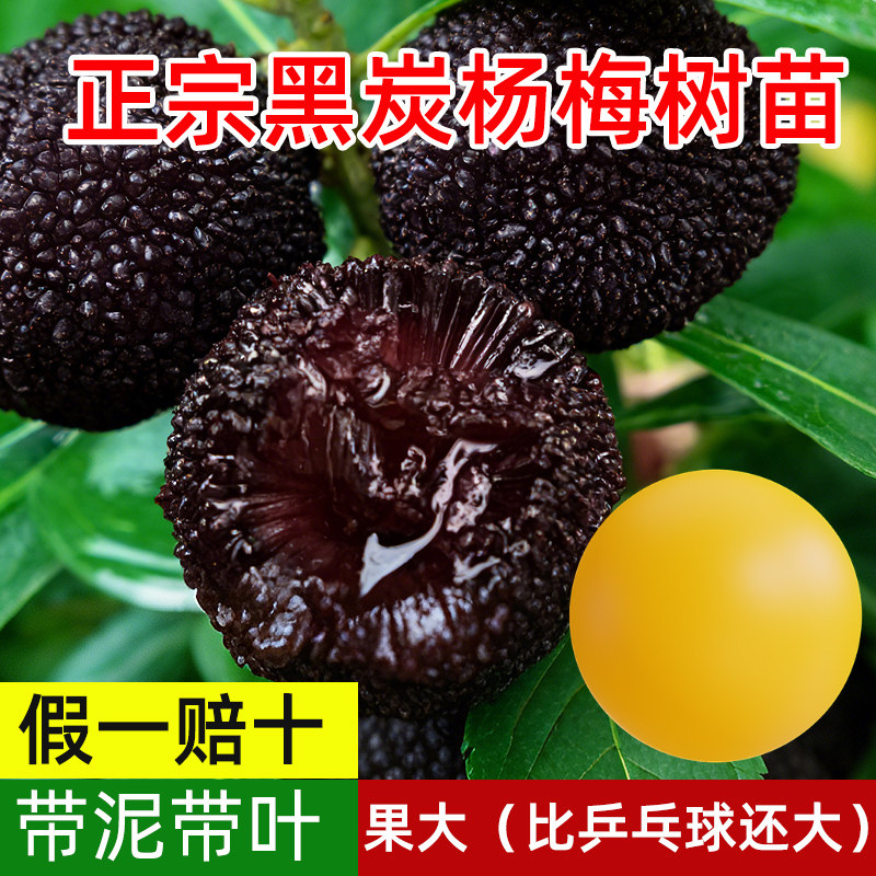 仙居东魁杨梅树树苗南方嫁接水晶水果树果苗早熟特大东槐当年结果