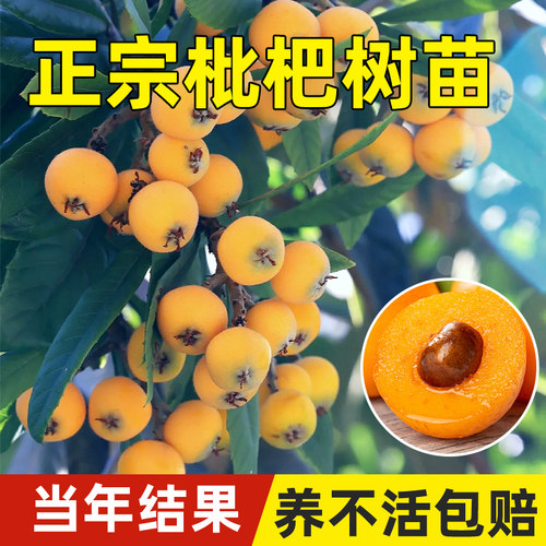 大五星枇杷苗树无核琵琶果树苗嫁接苗盆栽南方水果树果苗大果种植