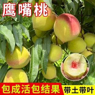 鹰嘴桃苗正宗广东连平鹰嘴桃树苗嫁接桃子树苗南北方庭院盆栽种植