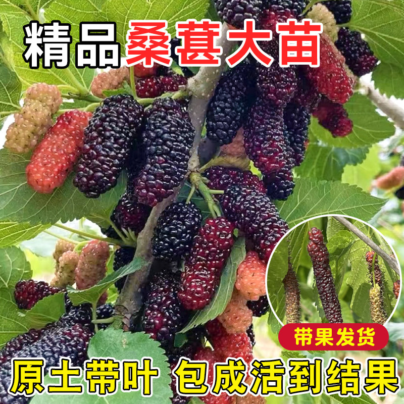 正宗四季台湾长果桑苗带果嫁接桑葚树苗无籽黑桑果树桑葚当年结果
