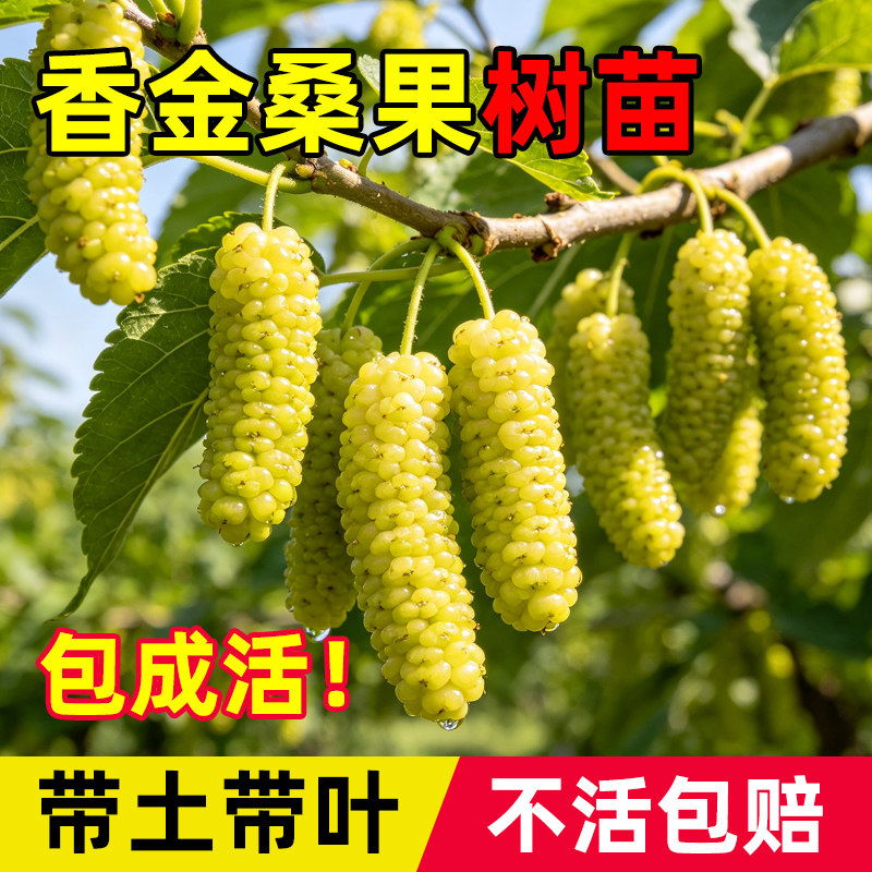 果桑苗台湾四季长果桑葚树苗嫁接无籽大十桑葚苗盆栽庭院果树果苗