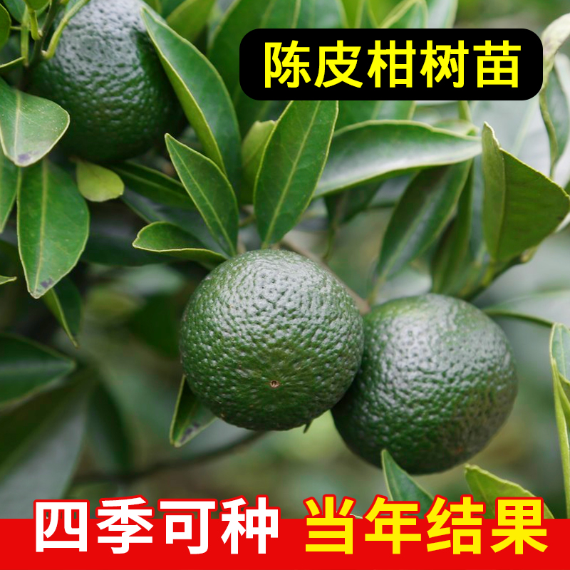 新会陈皮柑树苗包成活包结果