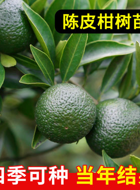 新会陈皮柑树苗包成活包结果