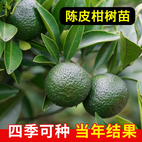 新会陈皮柑树苗包成活包结果