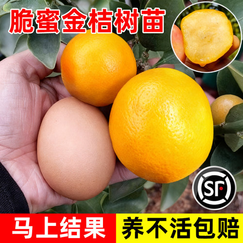 第三代脆蜜金桔树苗嫁接庭院盆地栽四代大果广西融安脆滑皮桔子苗