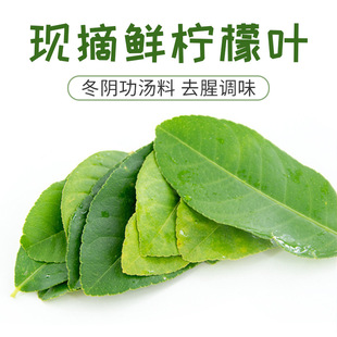 新鲜产地直摘广东香水柠檬叶纯叶净叶冬阴功调料香料叶子餐厅用