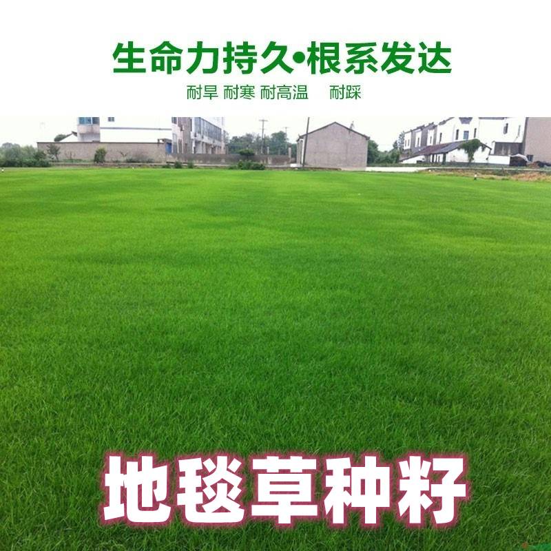 进口地毯草草坪草籽种子孑免修剪四季常青庭院公园小区绿化耐践踏