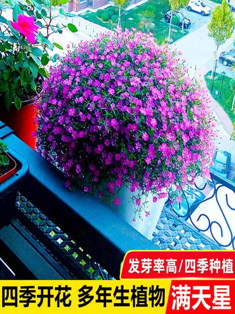 易爆盆满天星种子四季播种易活开花卉室内外阳台盆栽植物花种籽子