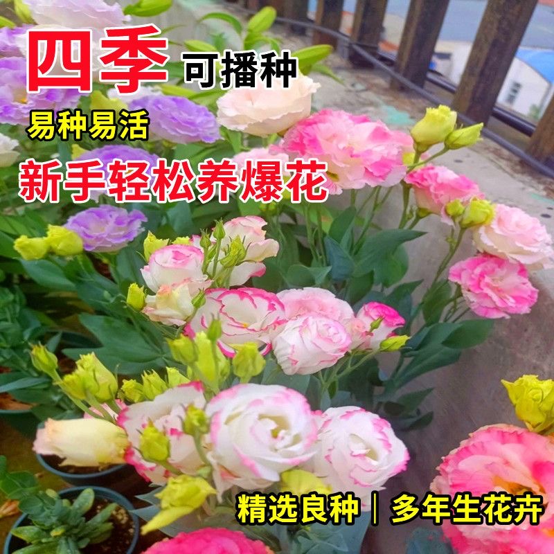 进口重瓣洋桔梗花种子四季播种开花易活花卉种孑室外花种籽子大全