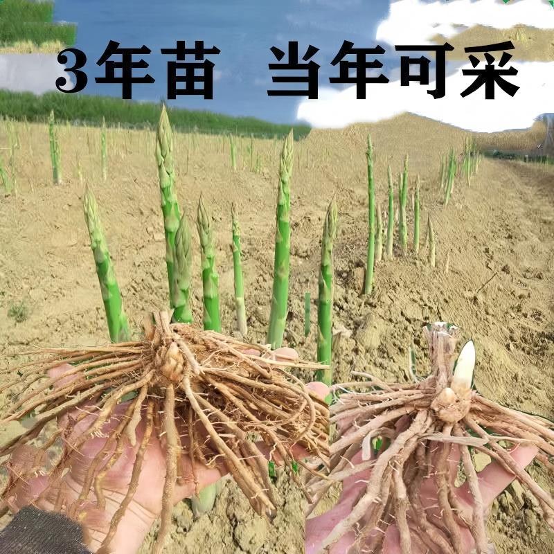 芦笋苗芦笋根苗芦笋蔬菜苗四季种植种苗阳台盆栽绿植家庭蔬菜苗