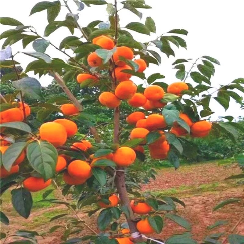 柿子苗树苗嫁接果树苗南北方种植地栽火晶柿脆甜柿子树苗当年结果