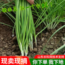 韭菜鲜嫩山东农家种现割现发新鲜时令蔬菜叶菜类青菜头茬露天三鲜