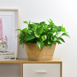 绿萝藤编盆栽植物花卉室内花盆水培净化空气套装 吊兰大绿萝好养