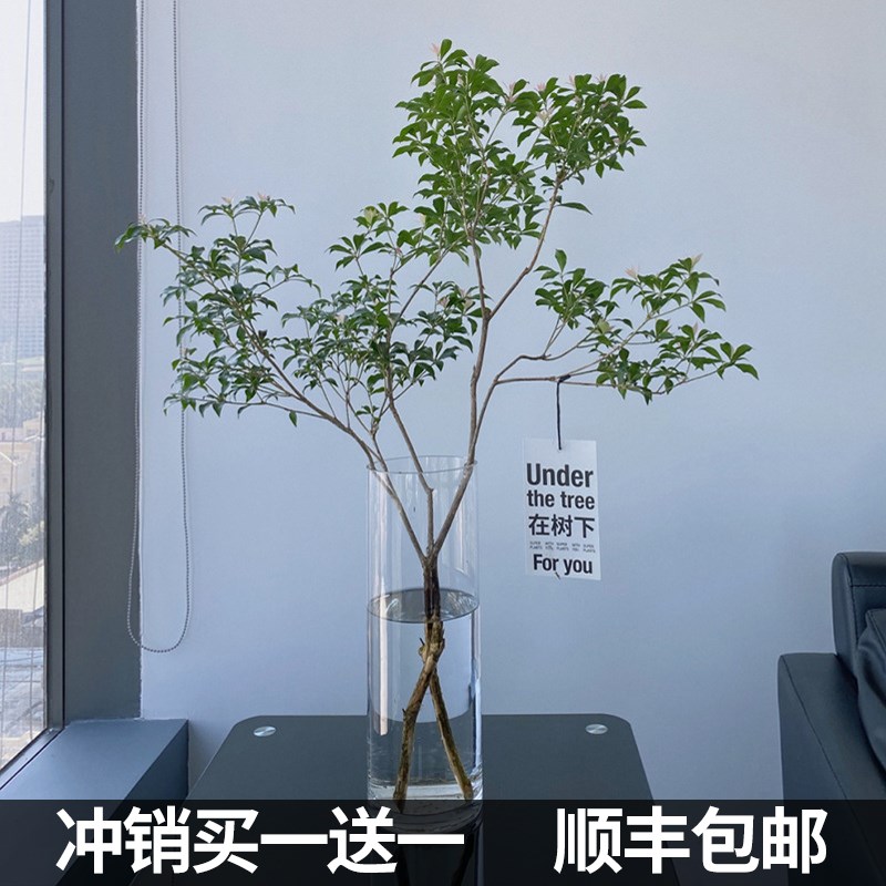 精选优质马醉木绿植鲜切枝条室内水培北欧风吊钟盆栽植物在树下.