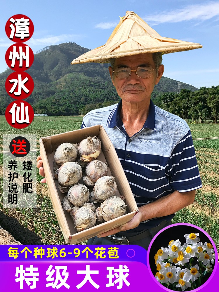 正宗漳州水仙花种球特级大球冬季室内水培植物水养花卉盆栽种子头