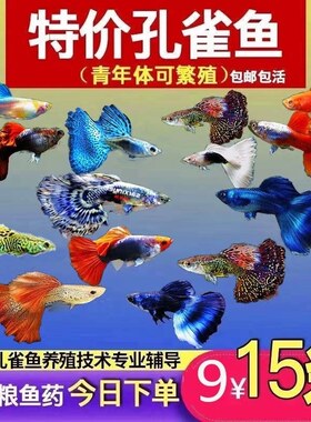 冷水鱼淡水鱼观赏鱼不打氧耐活