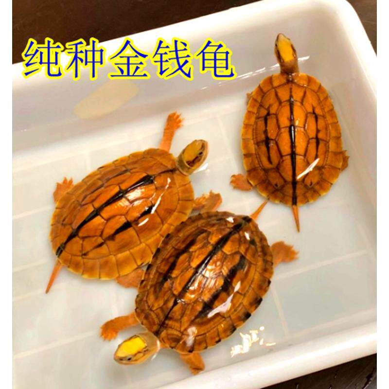 正宗纯种南石金钱龟稀有龟海南招财黄金龟镇宅家养活体宠物观赏龟
