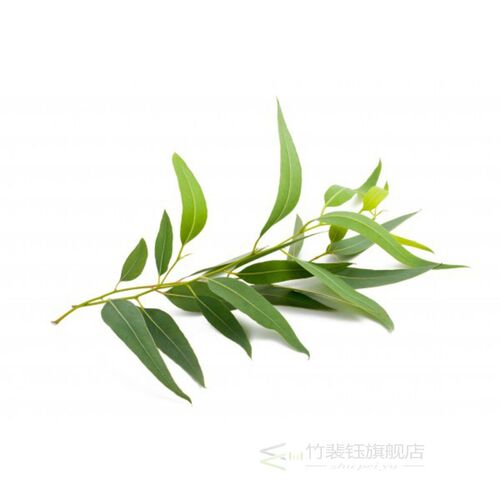AKARZ Famous brand eucalyptus essential oil Beauty care Rel