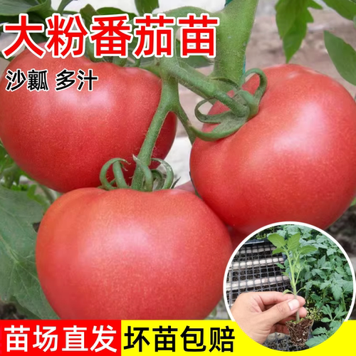 大粉番茄苗老品种四季播沙瓤高产