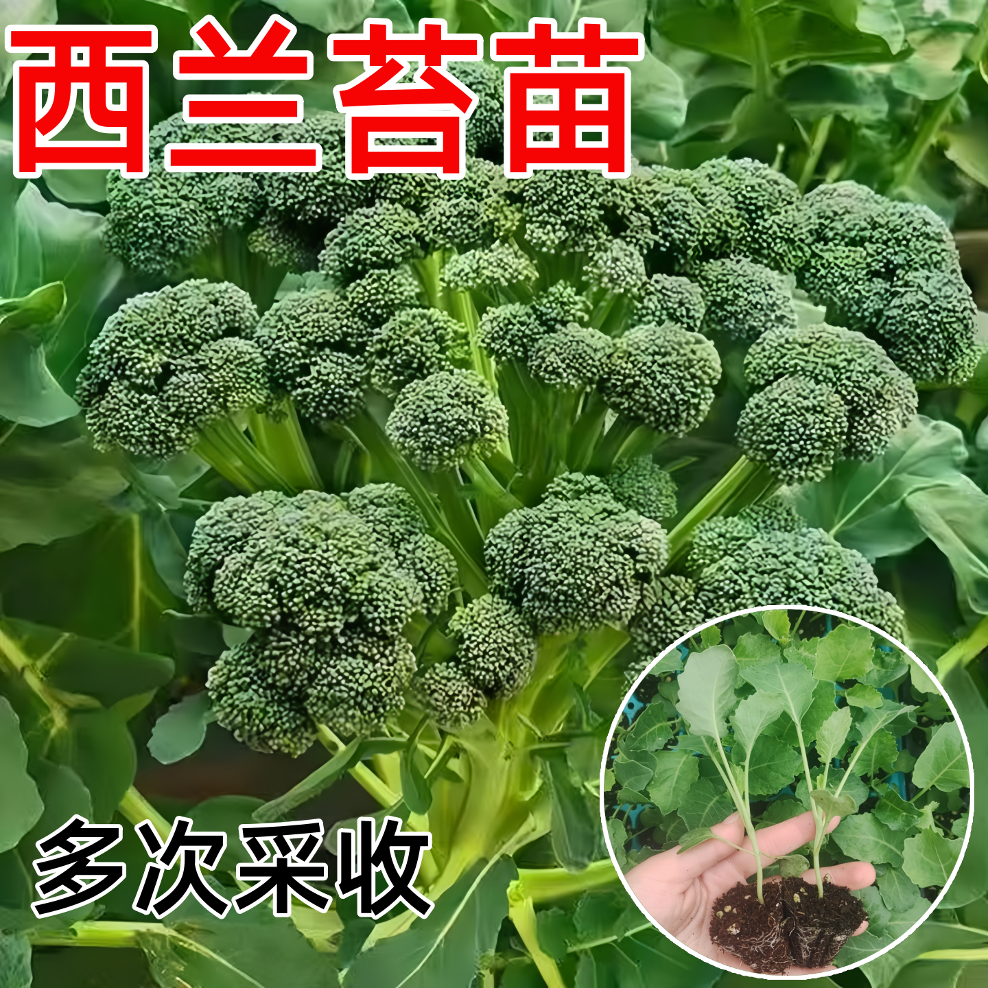 西兰苔苗秧苗西兰花苗芥蓝芥兰菜四季菜苔蔬菜孑菜心秧苔菜种籽苗,鲜花速递/花卉仿真/绿植园艺,种苗/半成品盆栽,淘宝优惠券,粉丝福利购,淘宝优惠卷