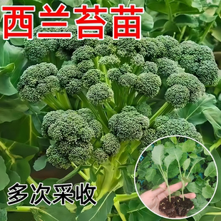 西兰苔苗秧苗西兰花苗芥蓝芥兰菜四季 菜苔蔬菜孑菜心秧苔菜种籽苗