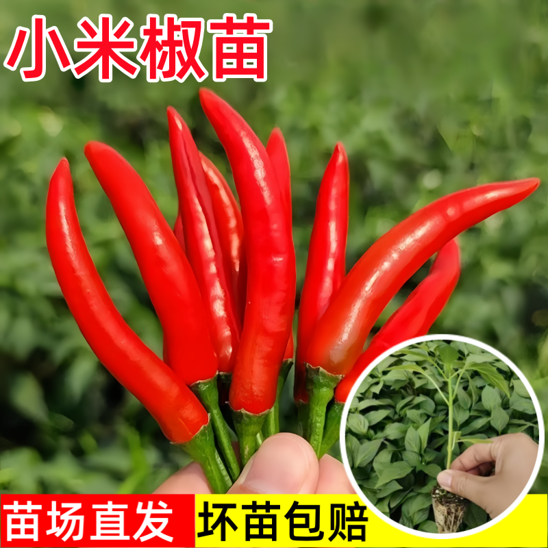 红色小米椒苗尖辣椒苗种朝天椒指天椒幼苗春秋阳台盆栽蔬菜苗孑秧,鲜花速递/花卉仿真/绿植园艺,家庭园艺种子,淘宝优惠券,粉丝福利购,淘宝优惠卷