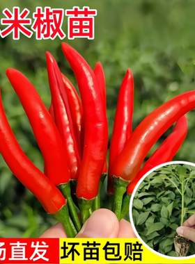 红色小米椒苗尖辣椒苗种朝天椒指天椒幼苗春秋阳台盆栽蔬菜苗孑秧