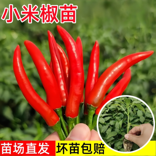 红小米椒苗辣椒苗四季盆栽朝天椒