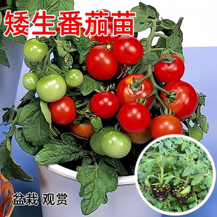 矮生小番茄苗秧四季 盆栽西紅柿幼苗超甜圣女果紅黃陽(yáng)臺(tái)蔬菜種孑苗