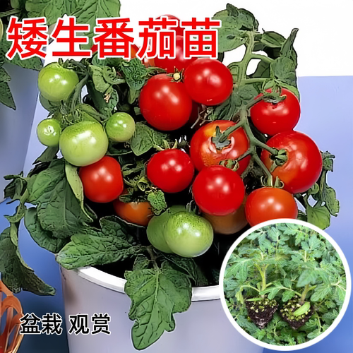 矮生盆栽小番茄苗四季种阳台观赏