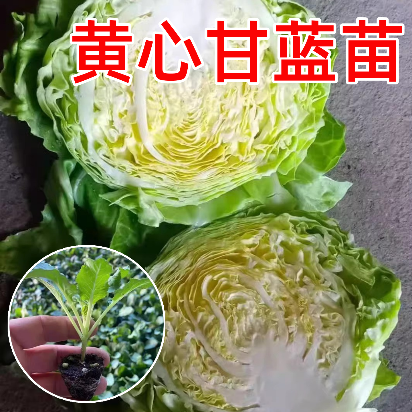 黄心甘蓝苗秧苗春秋季蔬菜种子苗