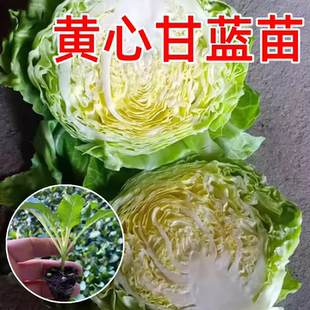 绿甘蓝苗水果甘兰苗圆白菜苗大头菜包心菜秧子春秋季 种高产蔬菜苗