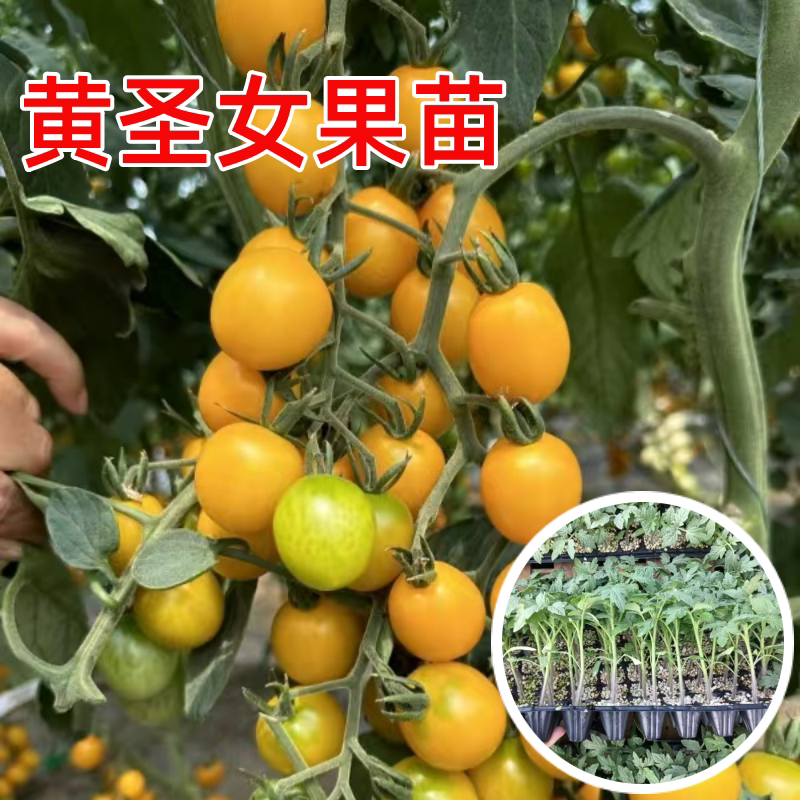 黄千禧圣女果苗超甜小番茄秧四季图片