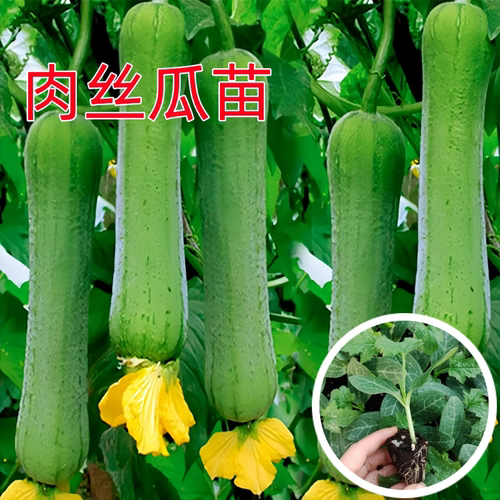 短棒肉丝瓜苗秧苗早熟棱丝瓜种孑四季播种特大农家庭院春夏蔬菜苗