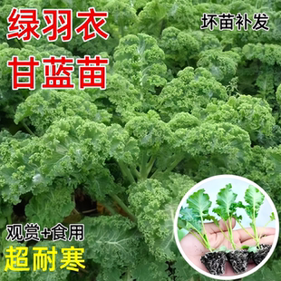 绿羽衣甘蓝苗观赏食用紫粉甘蓝种苗耐寒秋冬季 阳台盆栽蔬菜苗 四季